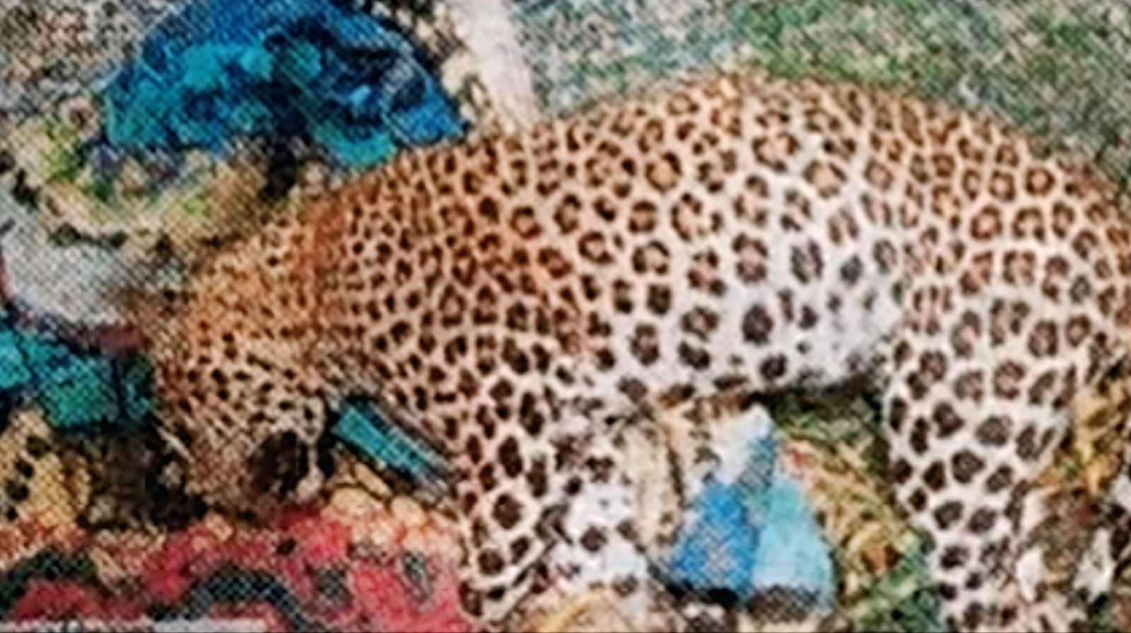 ಹನೂರು - ನಿತ್ರಾಣಗೊಂಡಿದ್ದ ಚಿರತೆ ಸಾವು