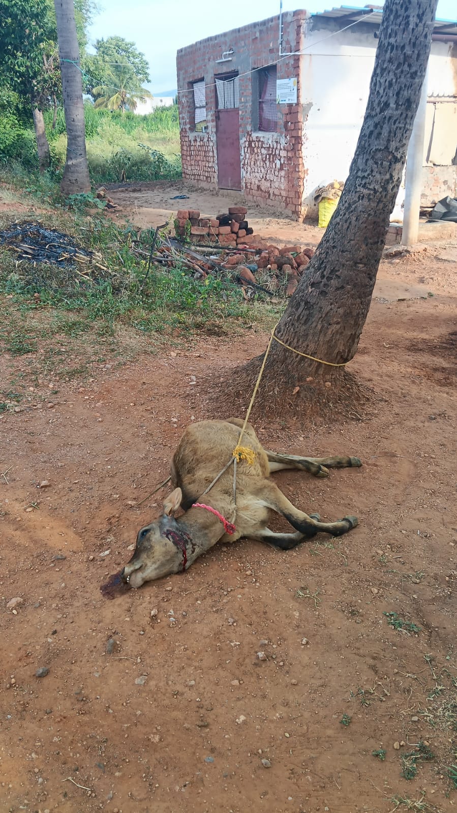 ಹೆಚ್ಚಾದ ಚಿರತೆ ಹಾವಳಿ ಮತ್ತೋಂದು ಕರು ಬಲಿ